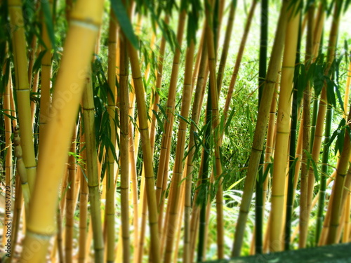 Bambus-Wallpaper