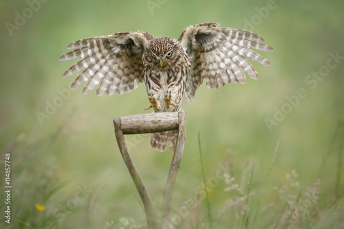 Little owl landing upon a shovel handle photo