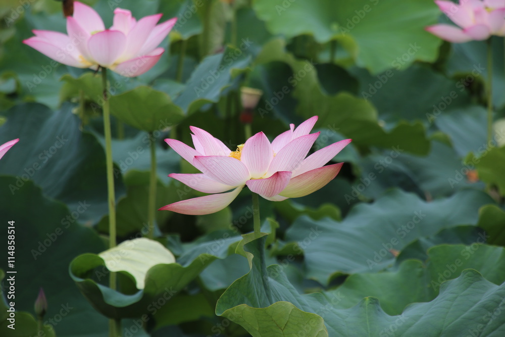 蓮の花(Lotus / Nelumbo nucifera) / 栃木県のつがの里にて蓮の花を写真に収めました。