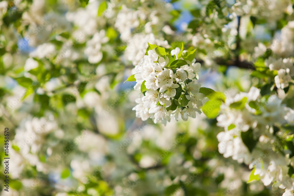 Branches of apple blossom closeup Branches of apple blossom closeup