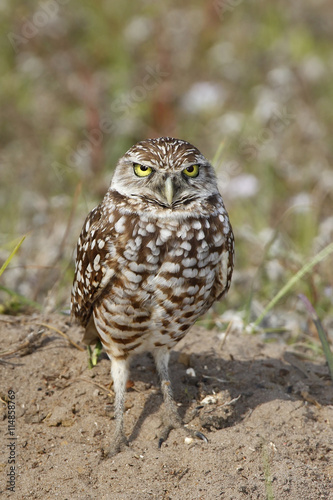 Burrowing Owl standing on the ground