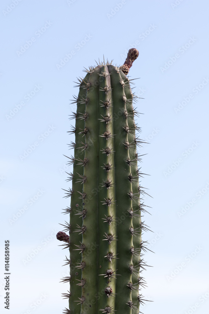 Naklejka premium cactus flower