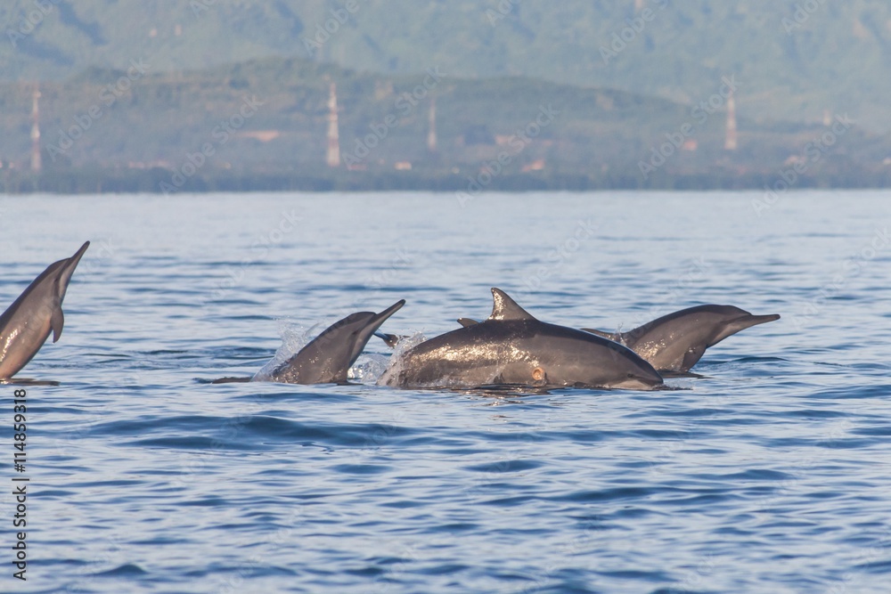 Fototapeta premium Holiday in Bali, Indonesia - Dolphin Beach Lovina Bali, Dolphin Jumping