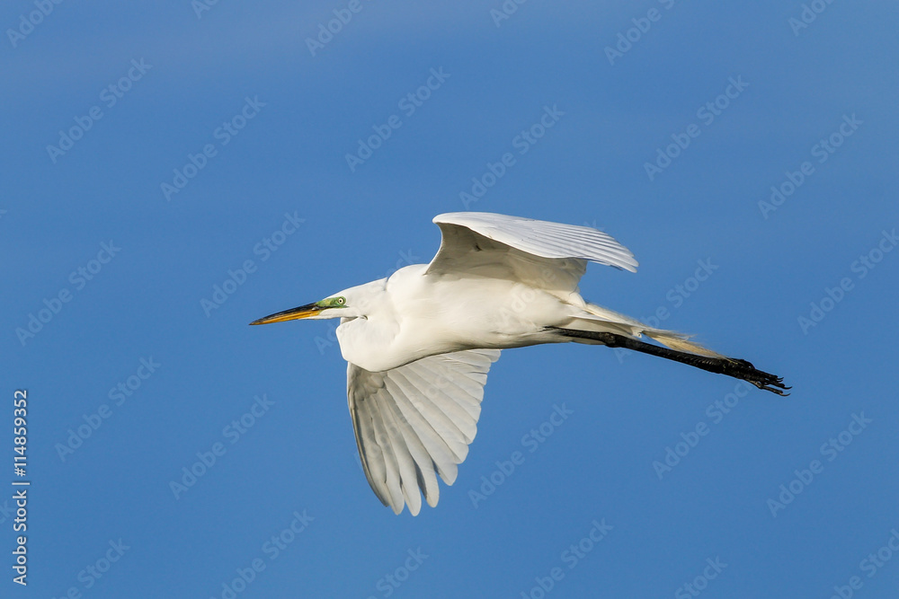 Great Egret (Ardea alba) in flight Great Egret (Ardea alba) in flight