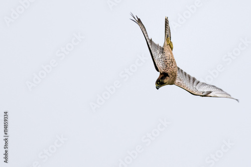 New zealand falcon (Falco novaeseelandiae)