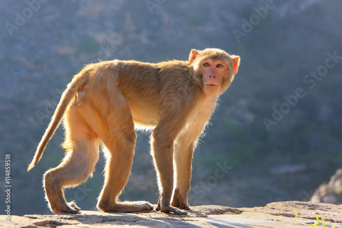 Rhesus macaque walking near Galta Temple in Jaipur, Rajasthan, I