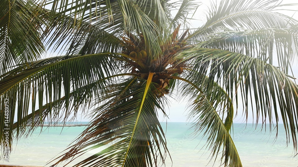 Fototapeta premium Palme am Strand