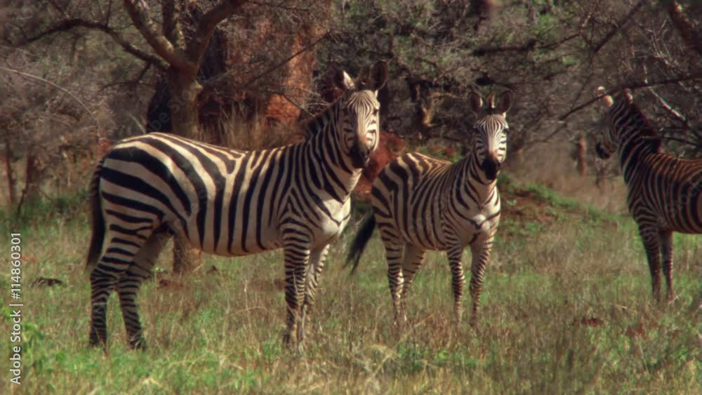 Two zebras standing in acacia grove, Tanzania Two zebras standing in acacia grove, Tanzania