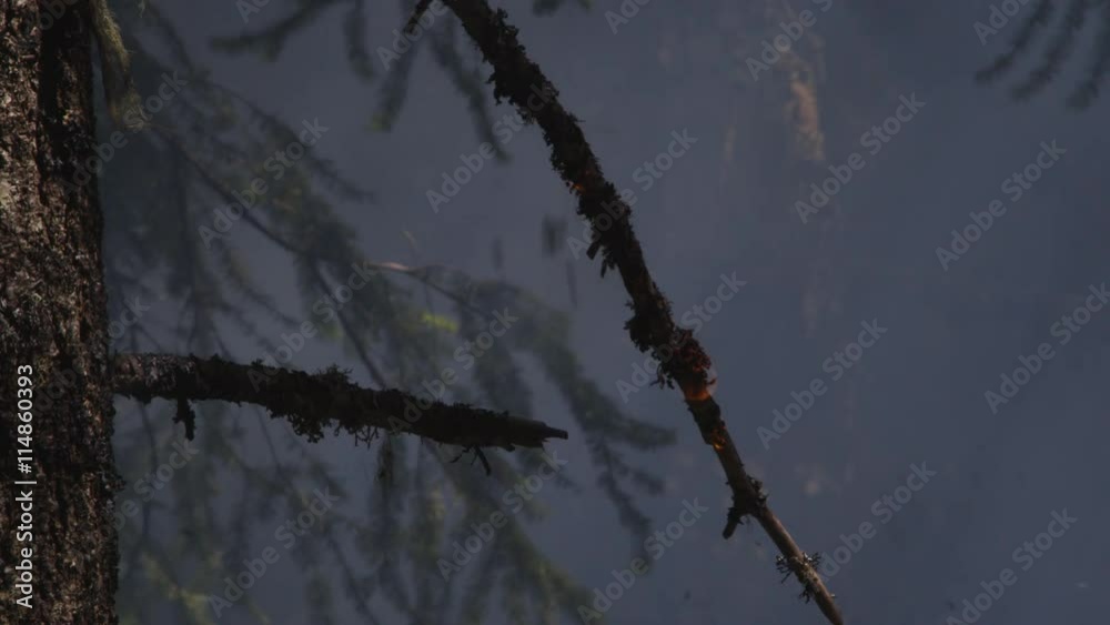 Moss on tree branch ignites in flame as wood embers fall from above
