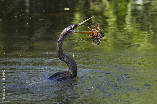 Anhinga swimming