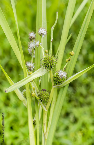 Sparganium direct (Latin name Sparganium erectum) photo