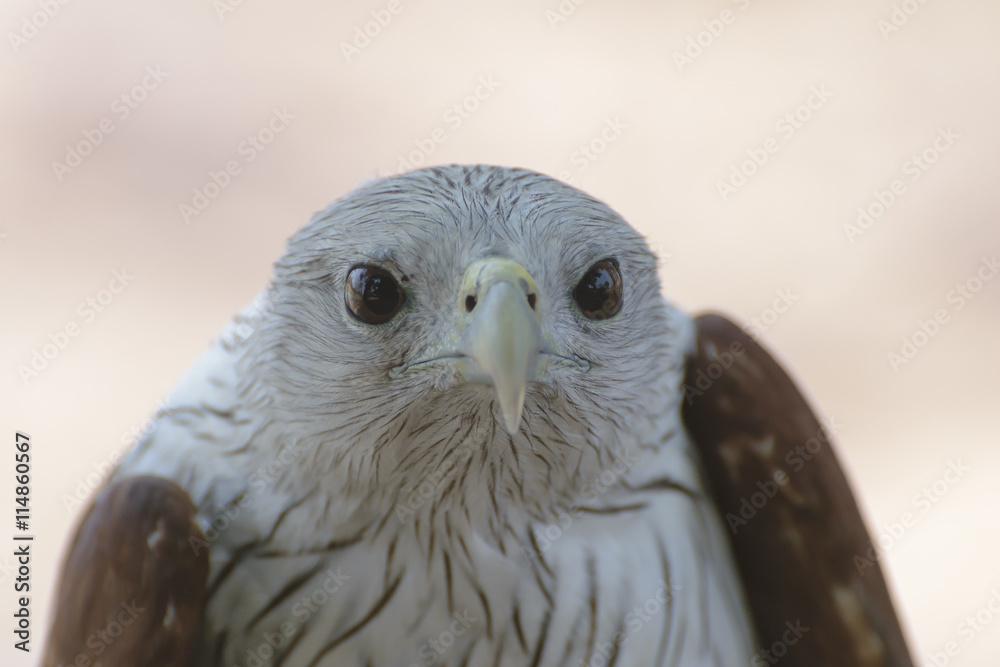 Obraz premium Brahminy kite (Scientific name - Haliastur indus)