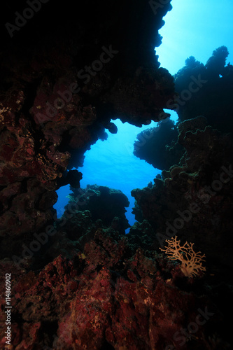 Tropical coral reef in the red sea 