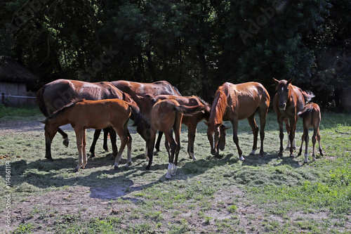 Young foals and mares grazing peaceful together on horse ranch s