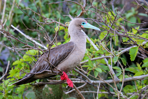 Wallpaper Mural Red-footed booby on Genovesa island, Galapagos National Park, Ec Torontodigital.ca