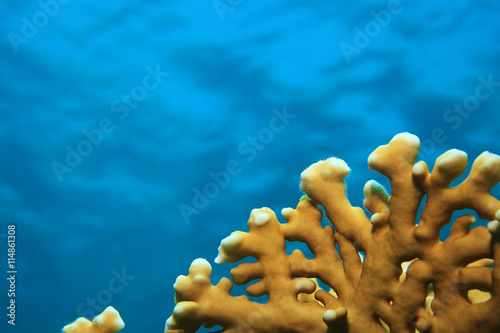 Fire coral photo