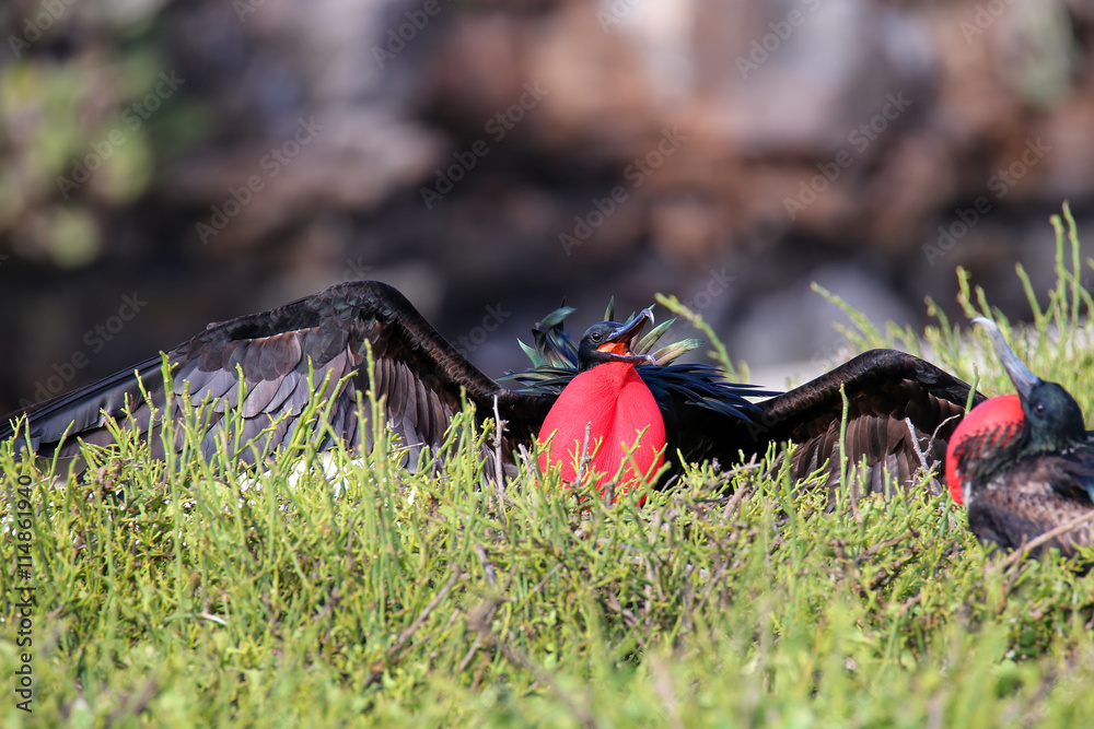 Male Great Frigatebird (Fregata minor) displaying Male Great Frigatebird (Fregata minor) displaying