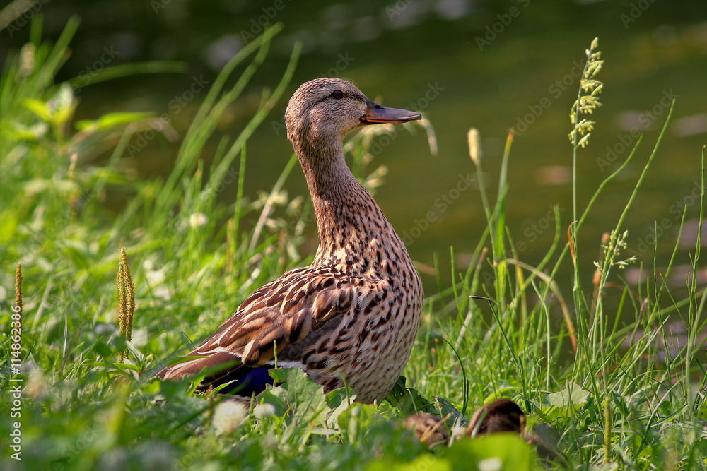 Mallard Mallard