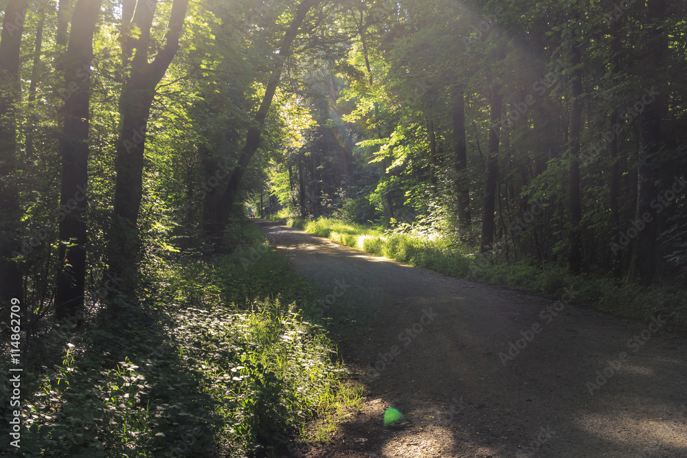 Obraz premium Waldweg