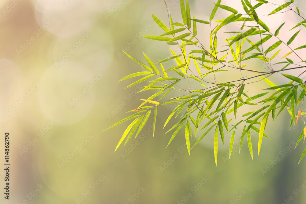 green bamboo leaves on green bokeh nature for background.