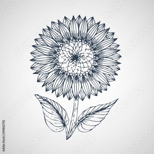 Fototapeta Naklejka Na Ścianę i Meble -  Sunflower Vector hand drawn
