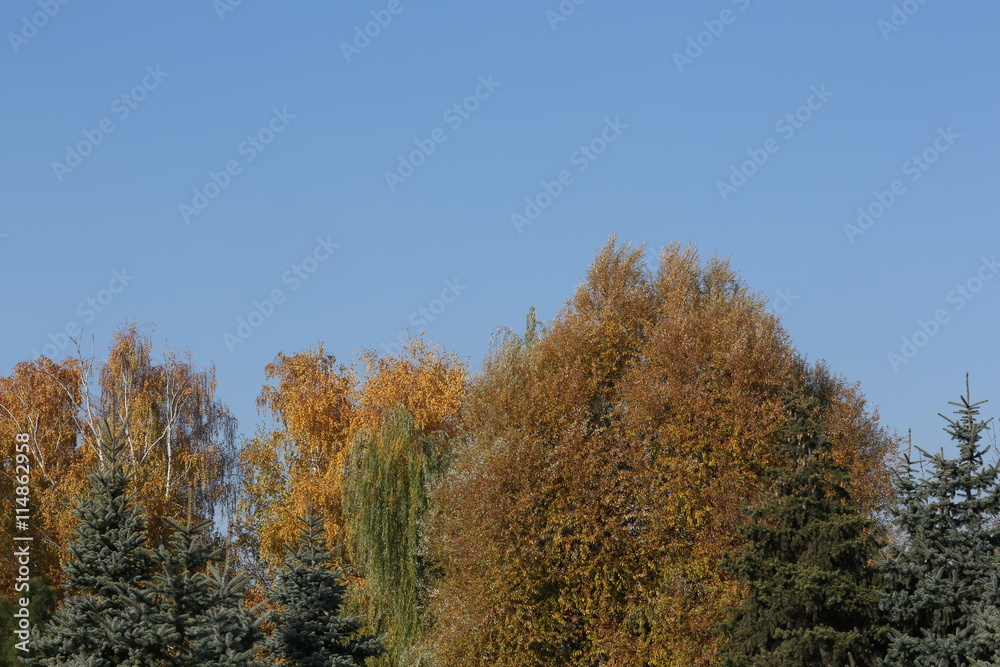 Autumn forest against the clear blue sky 