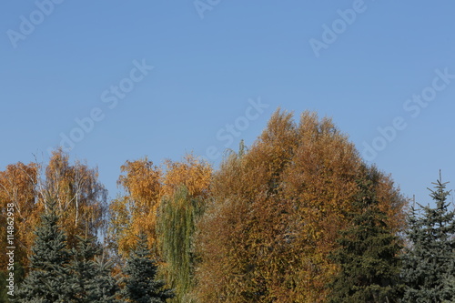 Autumn forest against the clear blue sky 
