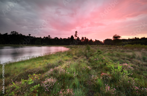 purple sunrise over wild lake and flowering heather by