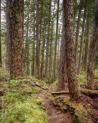 A trail weaves downward through towering trees on the High Divide Seven Lakes Trail  in Olympic National Park  near Port Angeles  Washington.