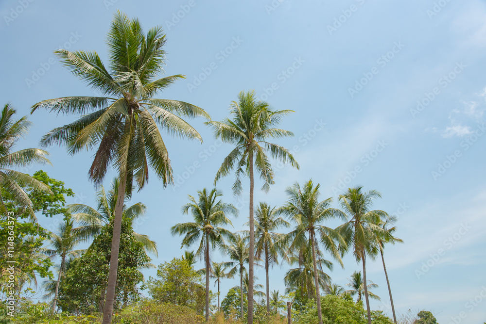 coconut tree and blue sky in the island. coconut tree and blue sky in the island.