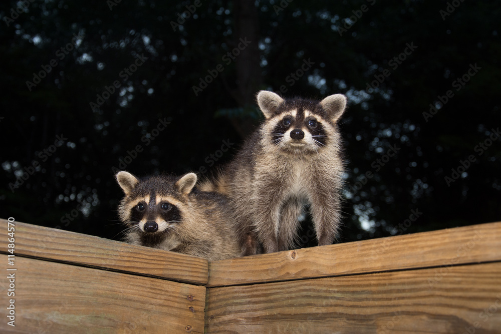 Fototapeta premium Tw baby raccoon
