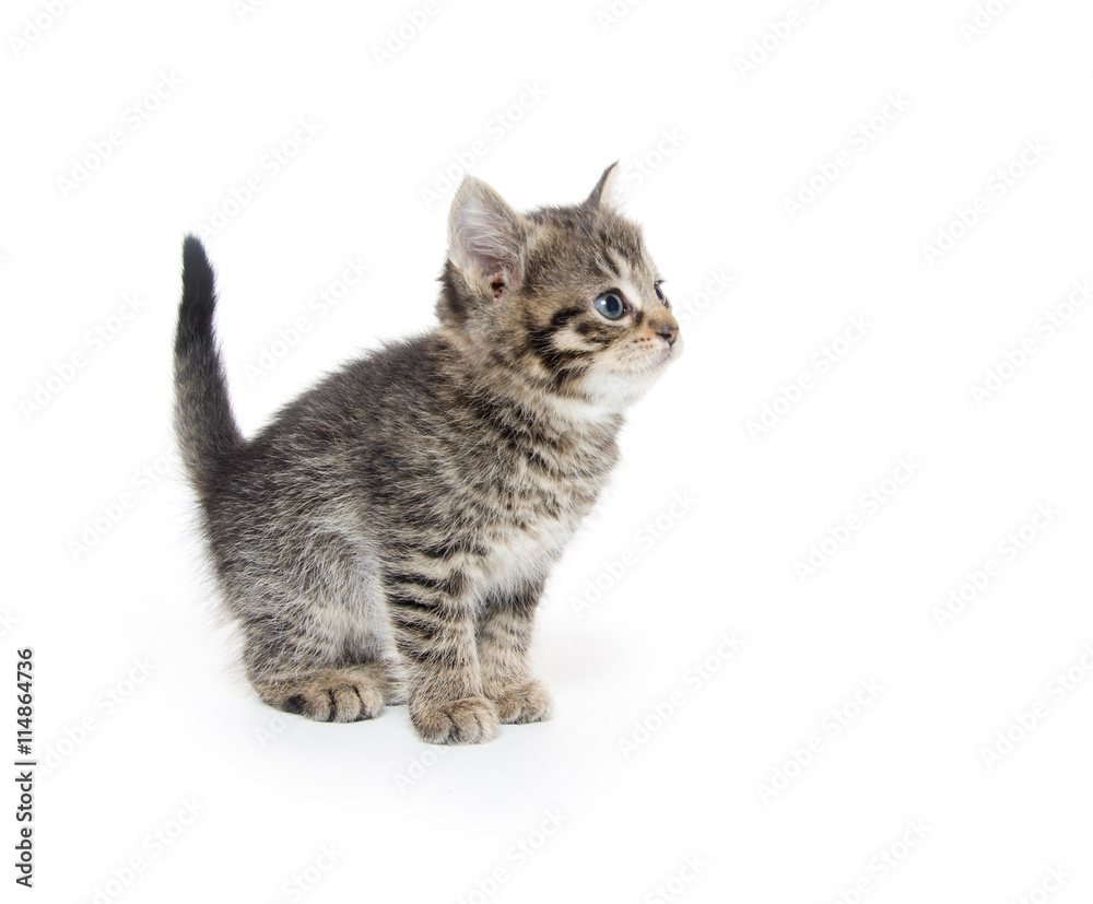 Cute tabby kitten on white Cute tabby kitten on white