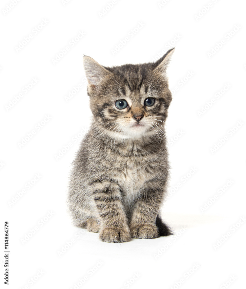 Obraz premium Cute tabby kitten on white