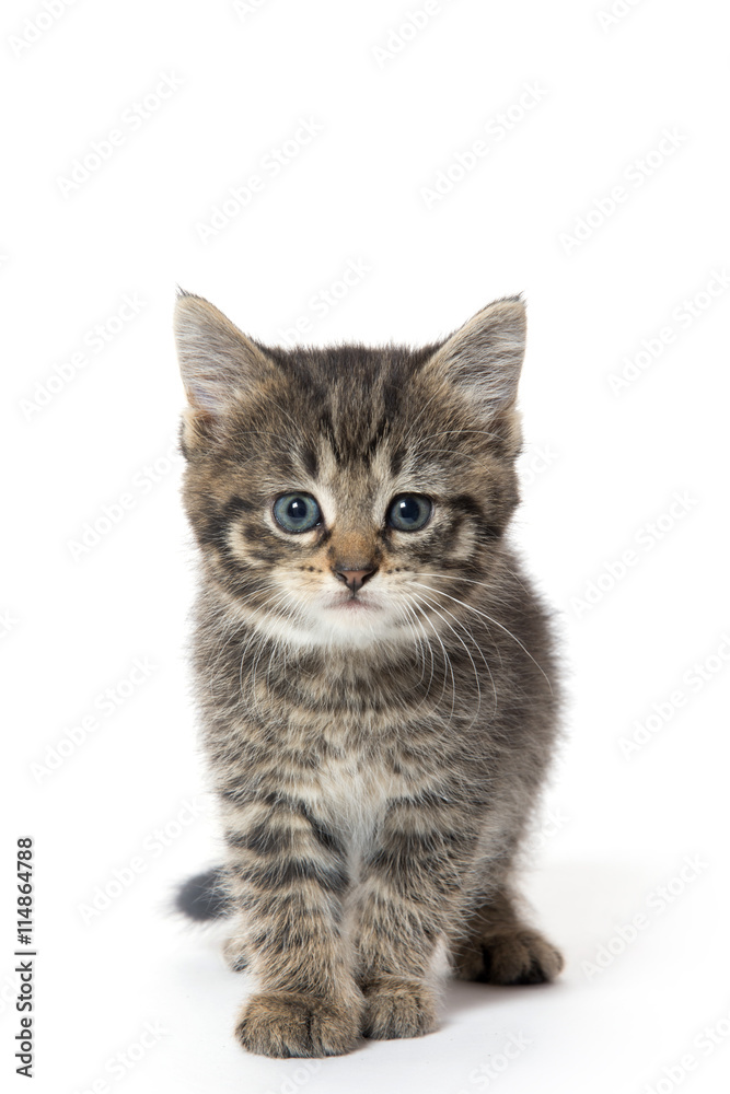 Obraz premium Cute tabby kitten on white