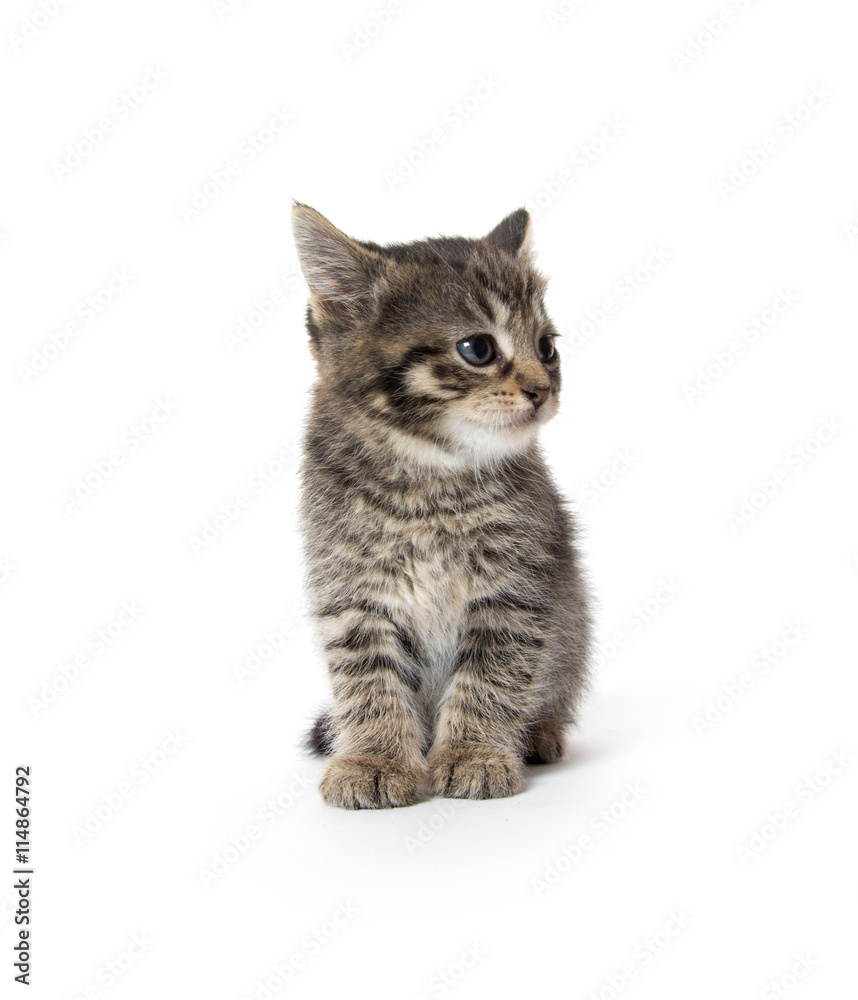 Obraz premium Cute tabby kitten on white