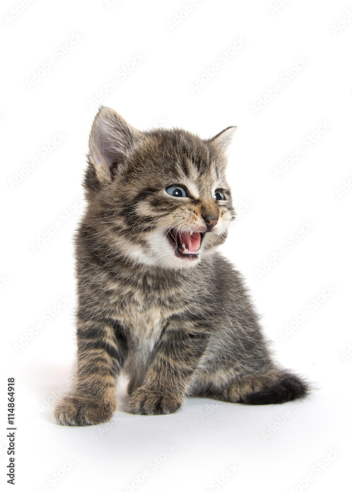 Obraz premium Cute kitten on white