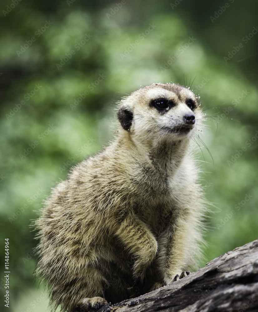 Meir Cats. in zoos the green zoos