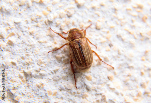 closeup of one maybug on a wall