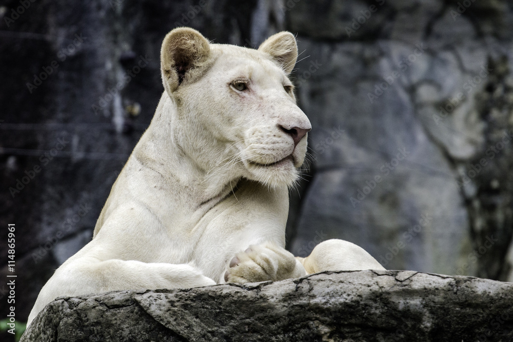 Obraz premium White lion on the rock