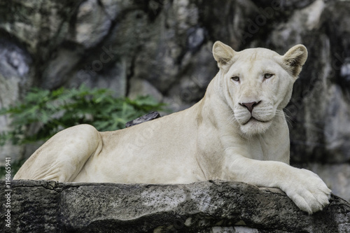 White lion on the rock