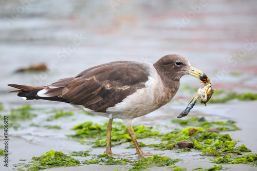 Belcher's Gull eating crab on the beach of Paracas Bay, Peru photo