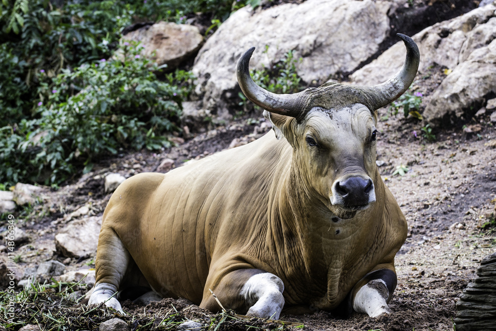 Large bison in the forest, bison in grasslands, wild Plains Biso Large bison in the forest, bison in grasslands, wild Plains Biso