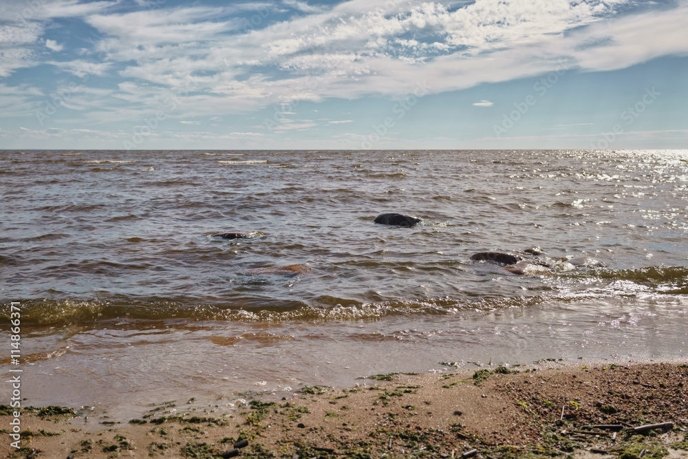 baltic sea, fin gulf coast in summer sunny day baltic sea, fin gulf coast in summer sunny day