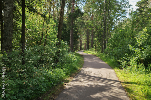 Fototapeta Naklejka Na Ścianę i Meble -  asphalt path in the park in a summer day