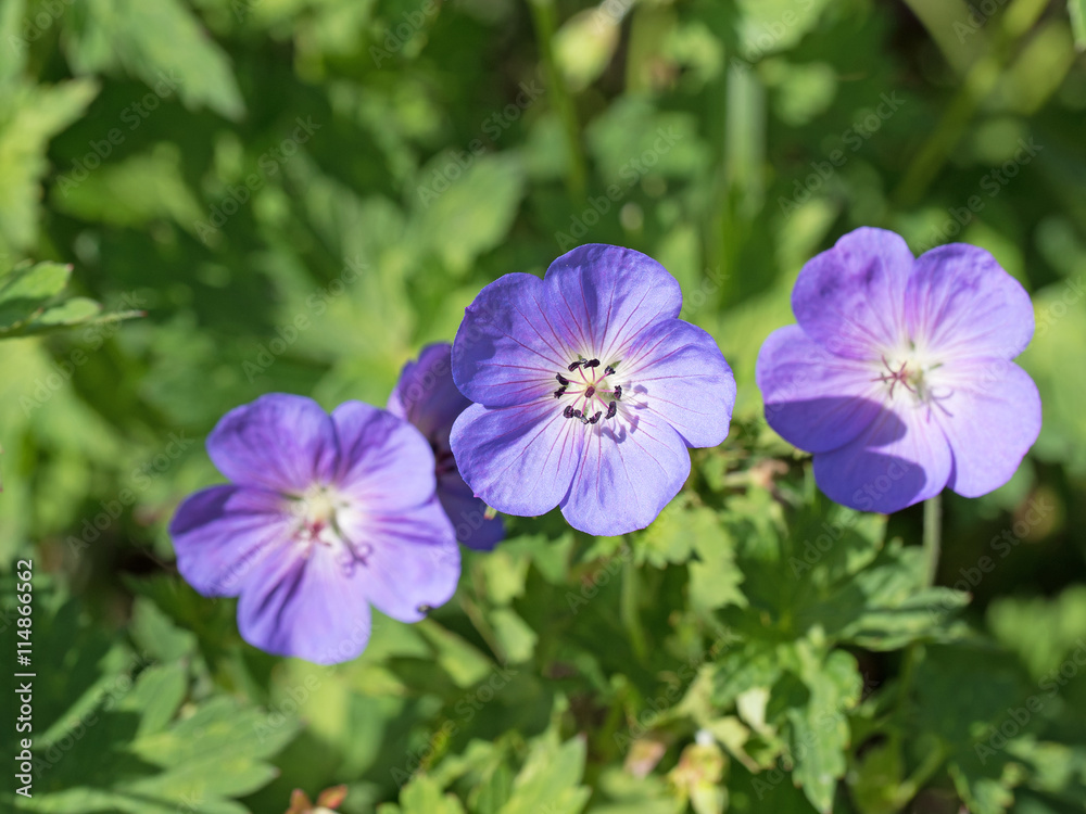 Storchschnabel, Geranium Storchschnabel, Geranium