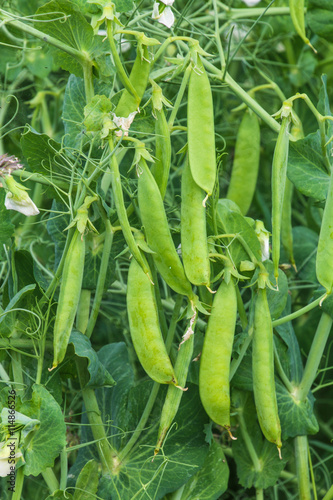 Grüne Erbsen am Strauch