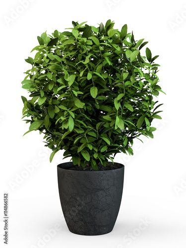 Topiary trees in the pot isolated on white background. 3D Rendering, 3D Illustration.