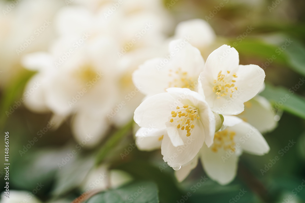 Jasmine flowers blossoming on bush, summertime photo Jasmine flowers blossoming on bush, summertime photo