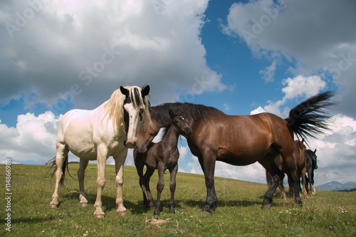 Portrait of happy horses family