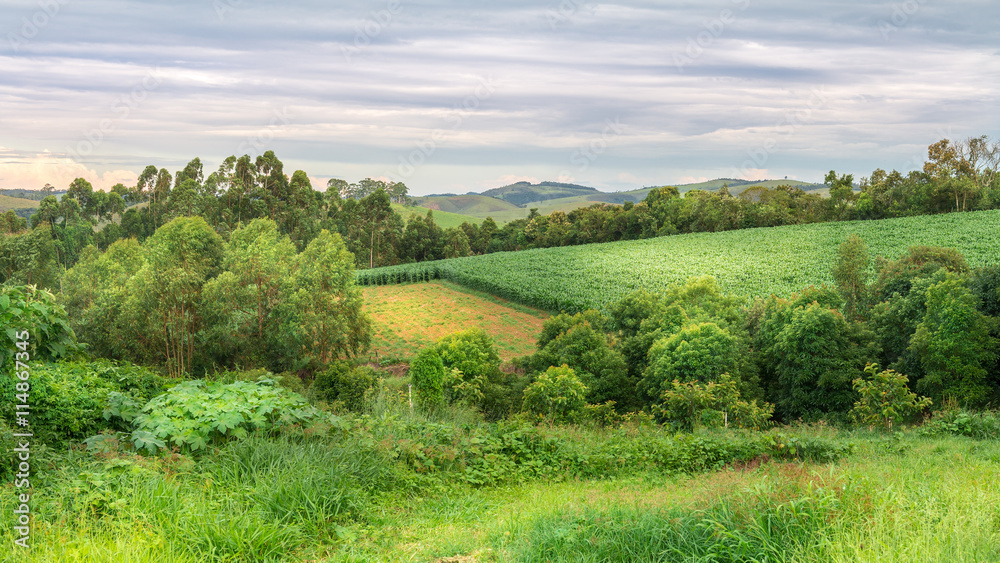 Obraz premium Agriculture and nature on summer afternoon